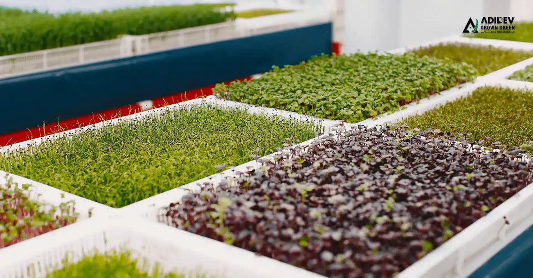 How to Grow Microgreens at Home in India – Beginner-Friendly Indoor Farming Guide