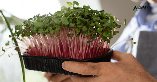 Start Your Own Microgreens Business – Adidev Grown Green Franchise Opportunity