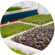 Microgreens Growing kit