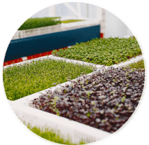 Microgreens Growing kit