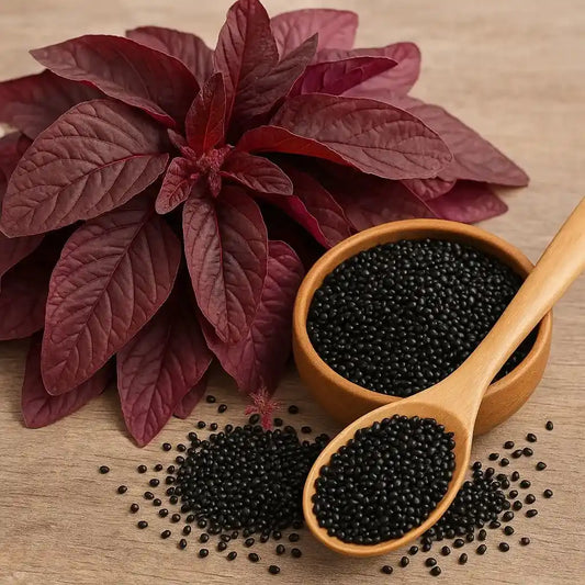 Amaranthus Red Grant