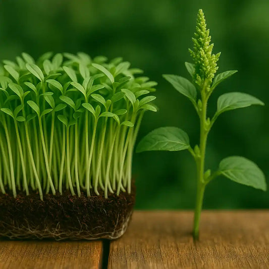 Amaranthus Green
