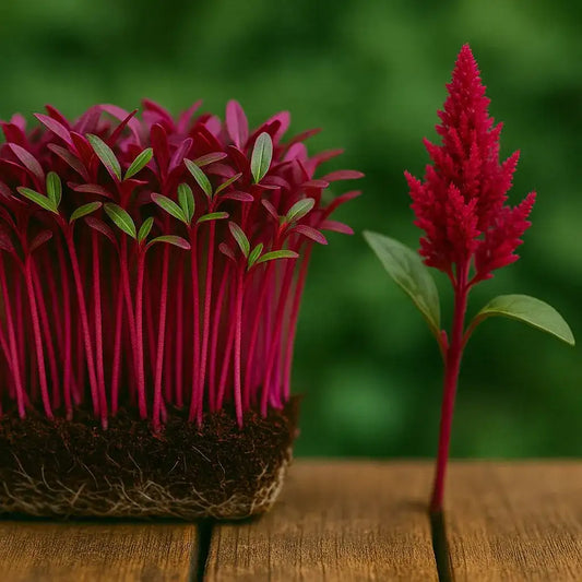 Amaranthus Red