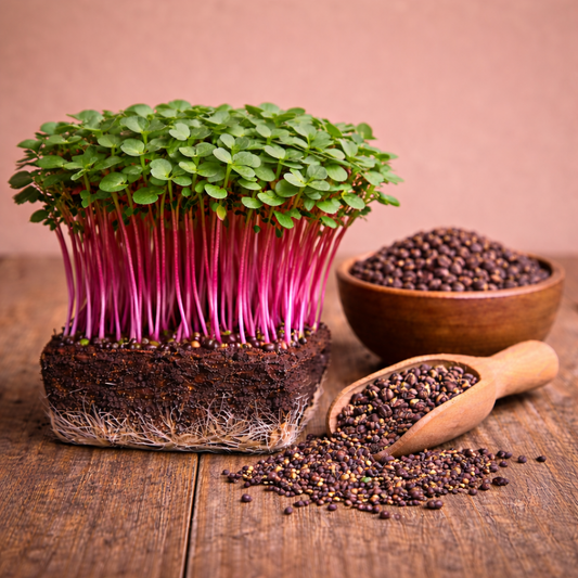 Beetroot