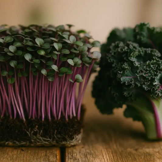 Kale Red