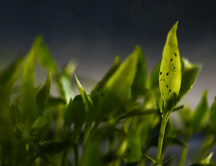 Drop it. Pop it. Chop it. 