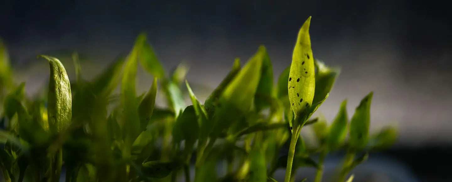 Drop it. Pop it. Chop it. 