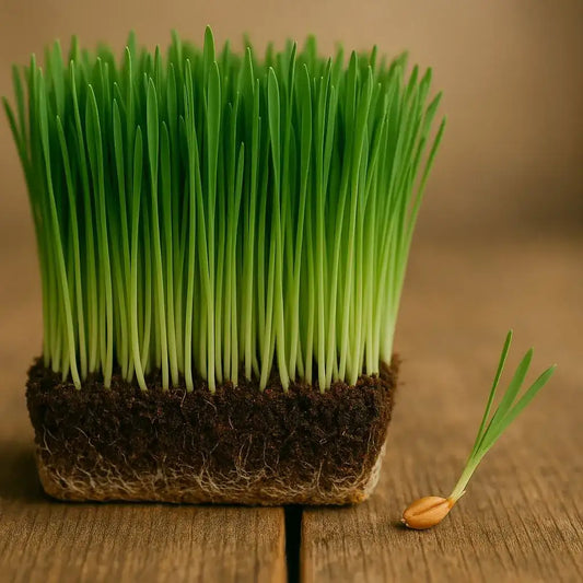Wheatgrass